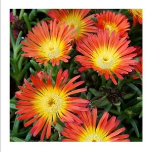 Meet your Posher, Kanina